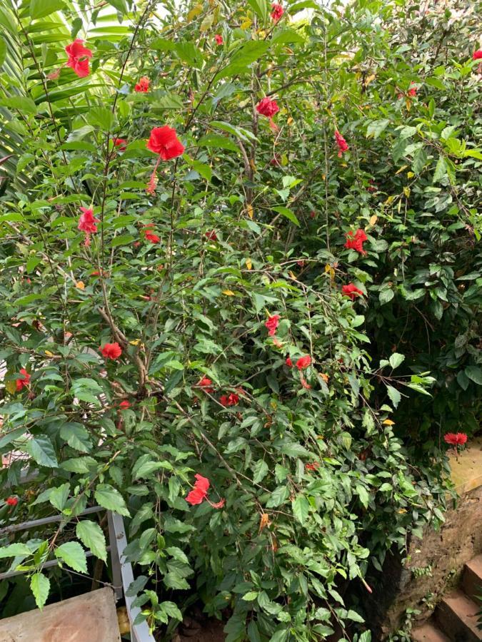 דירות אונה ואטונה Old Chilli House מראה חיצוני תמונה